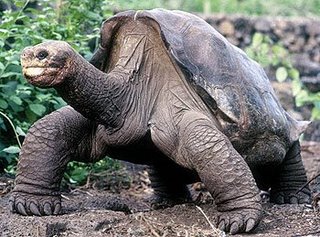 Lonesome George the turtle