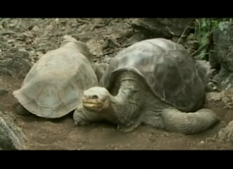 National Geographic Now - Lonesome George