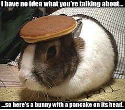 Pancake Bunny - Know Your Meme