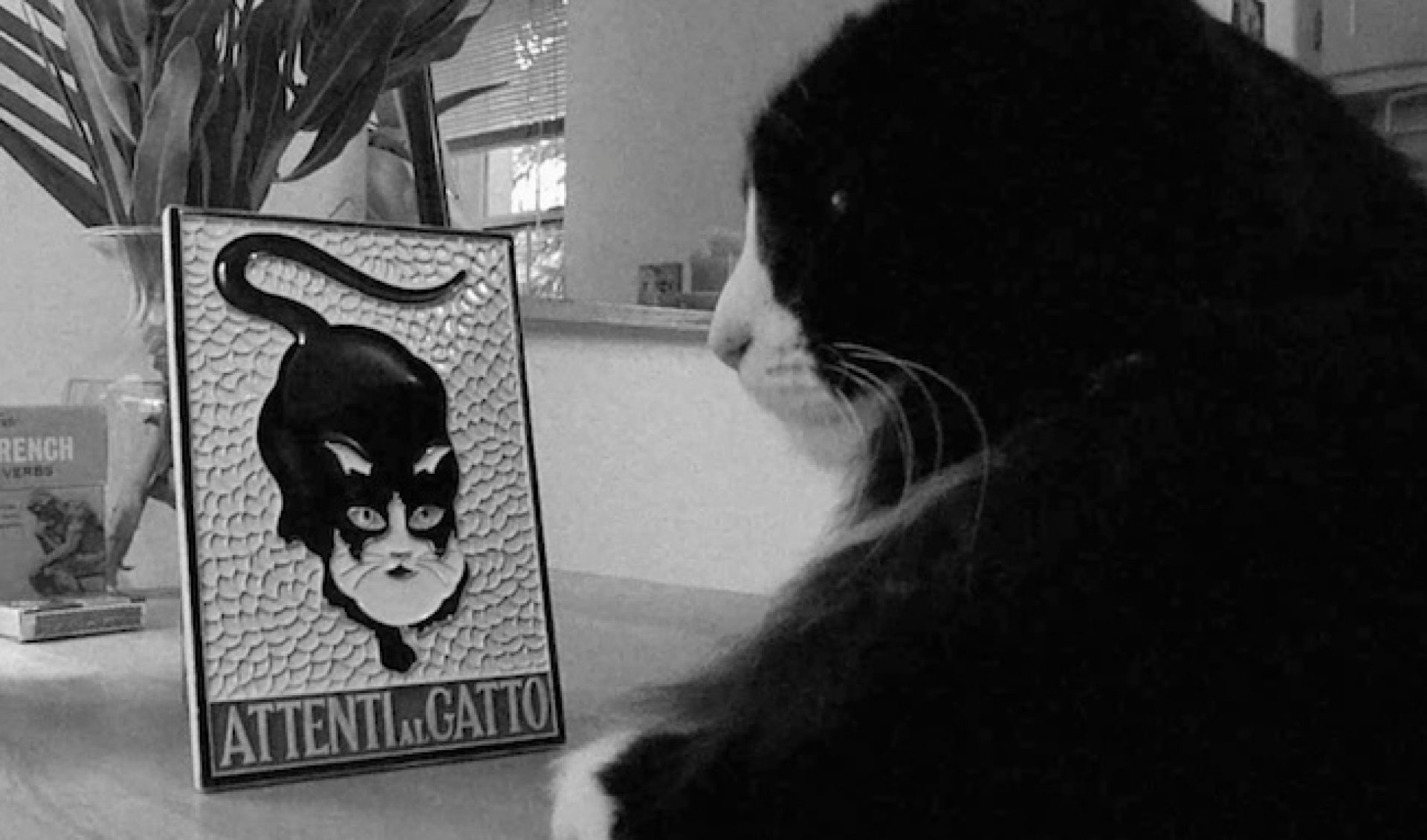 What’s the Best Cat Video Online? Minneapolis’ Walker Arts Center Decides.