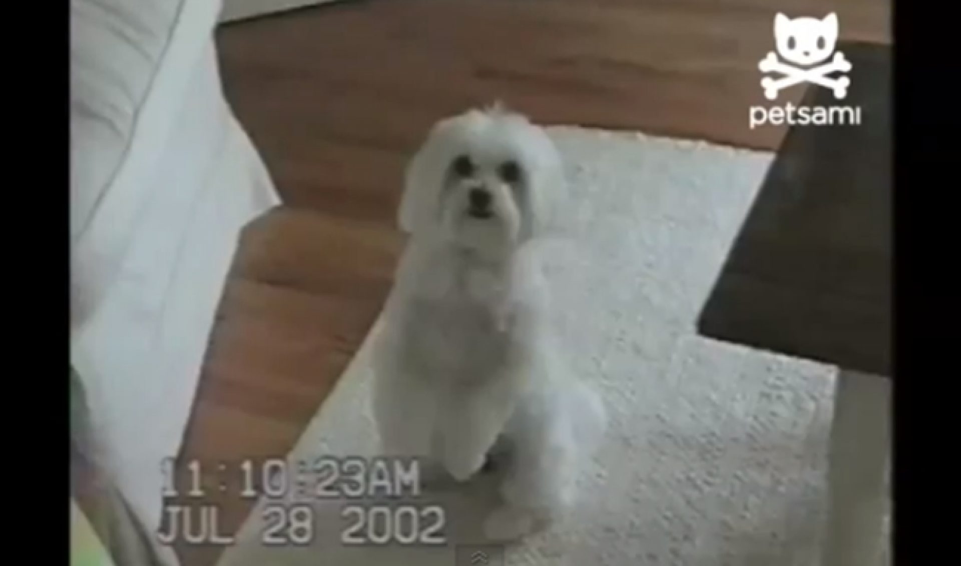 Cute Animals Coming To Revision3 Via Fishbowl’s Petsami