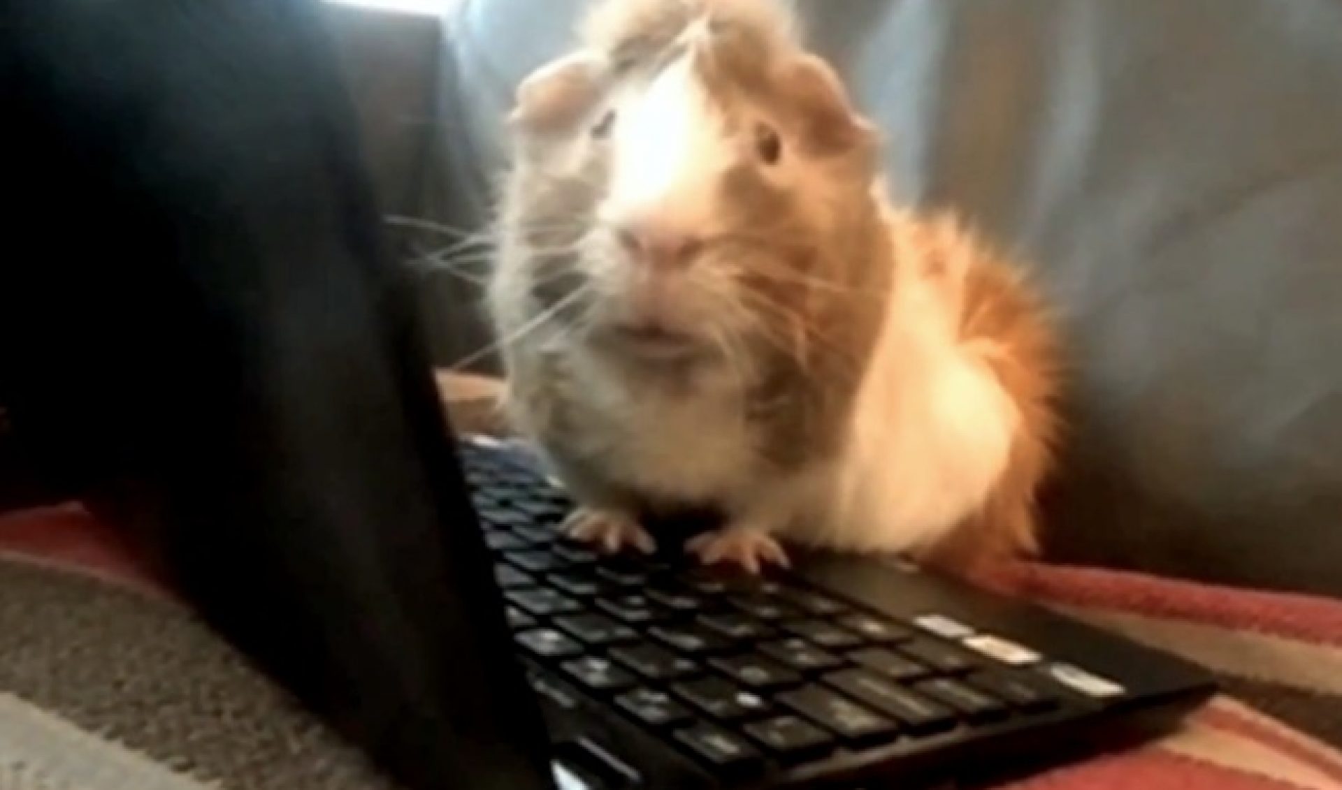 A Look Back at Klaatu42’s Art of Making Animals Talk