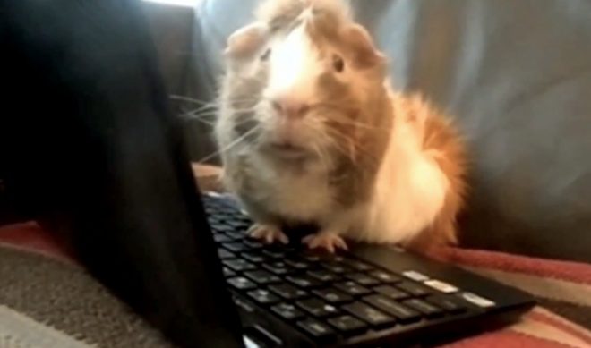 A Look Back at Klaatu42’s Art of Making Animals Talk