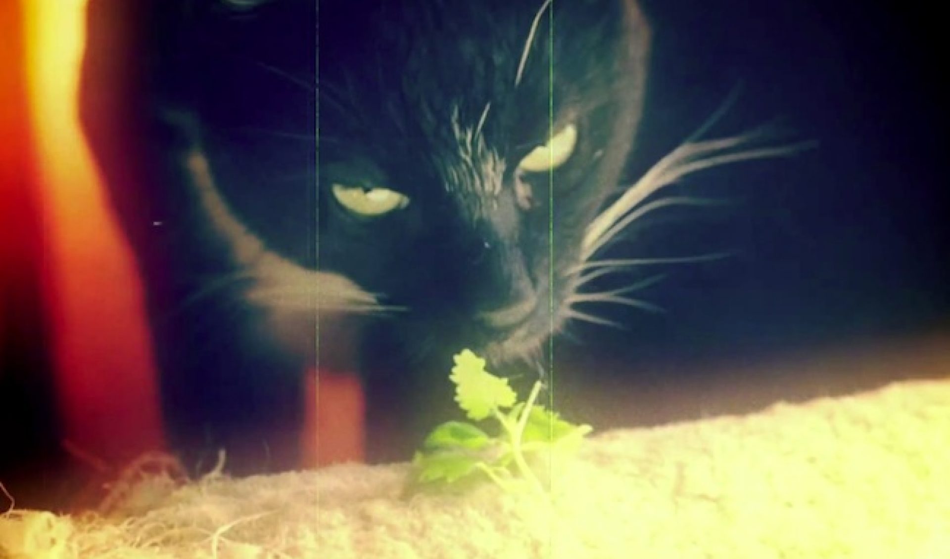 Catnip As A Psychedelic Substance And Other Sundance Shorts On YouTube