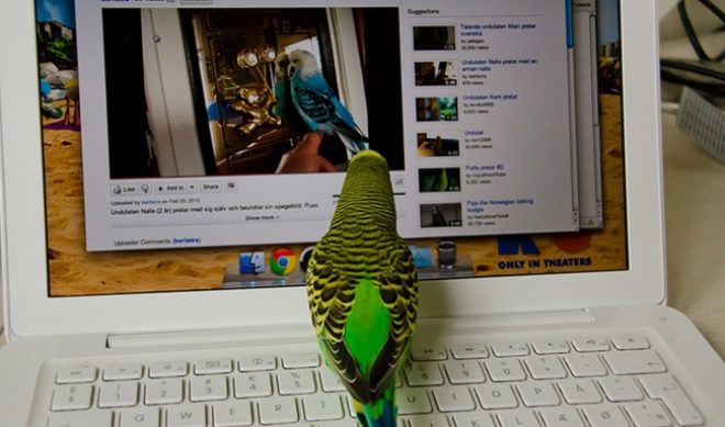 With 35,409,000 Uniques, Fullscreen Holds Serve In Web Video Rankings