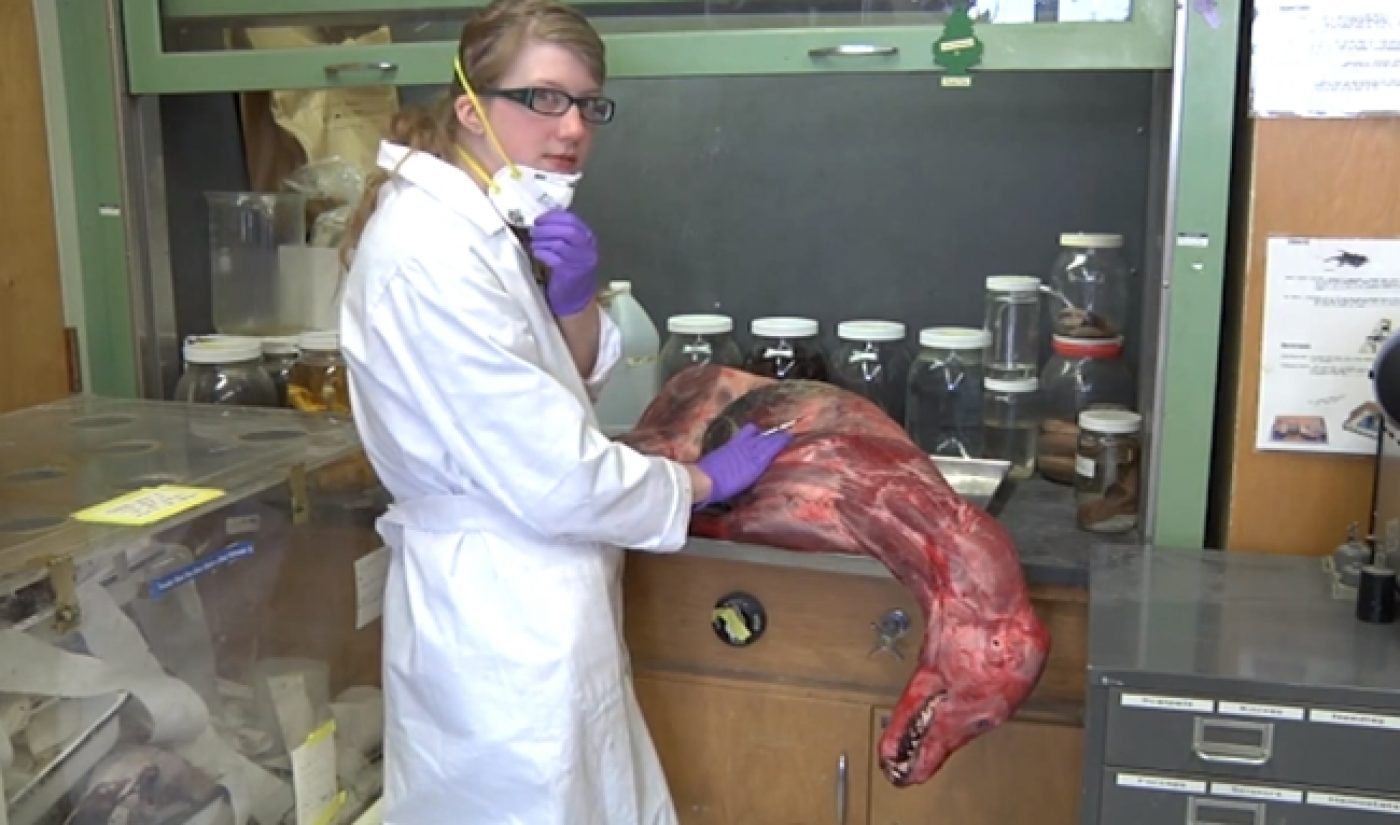 Watch Animals Get Dissected With Disgusting, Fascinating ‘Brain Scoop’