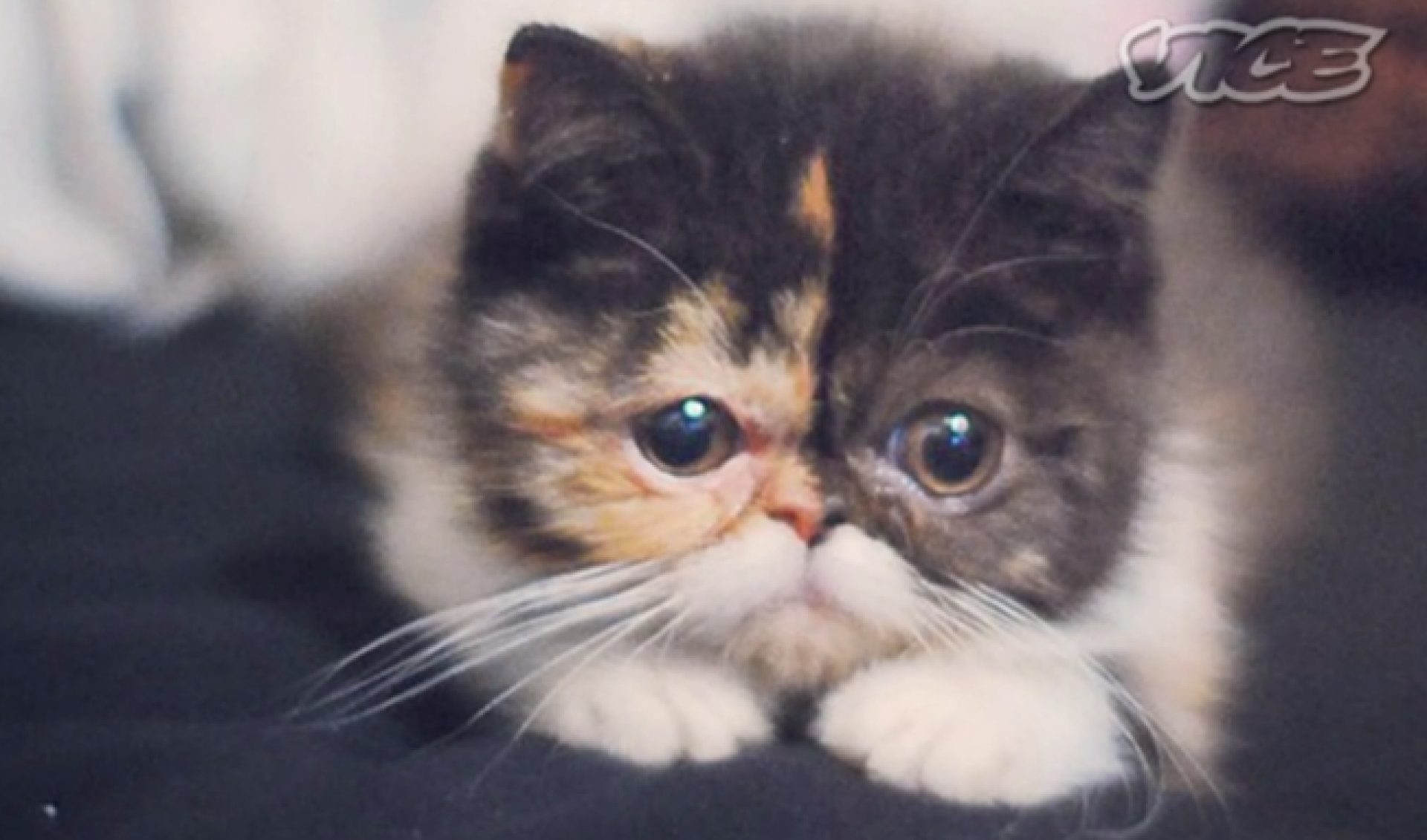 VICE Prepping For Documentary With Plenty Of Cat Videos