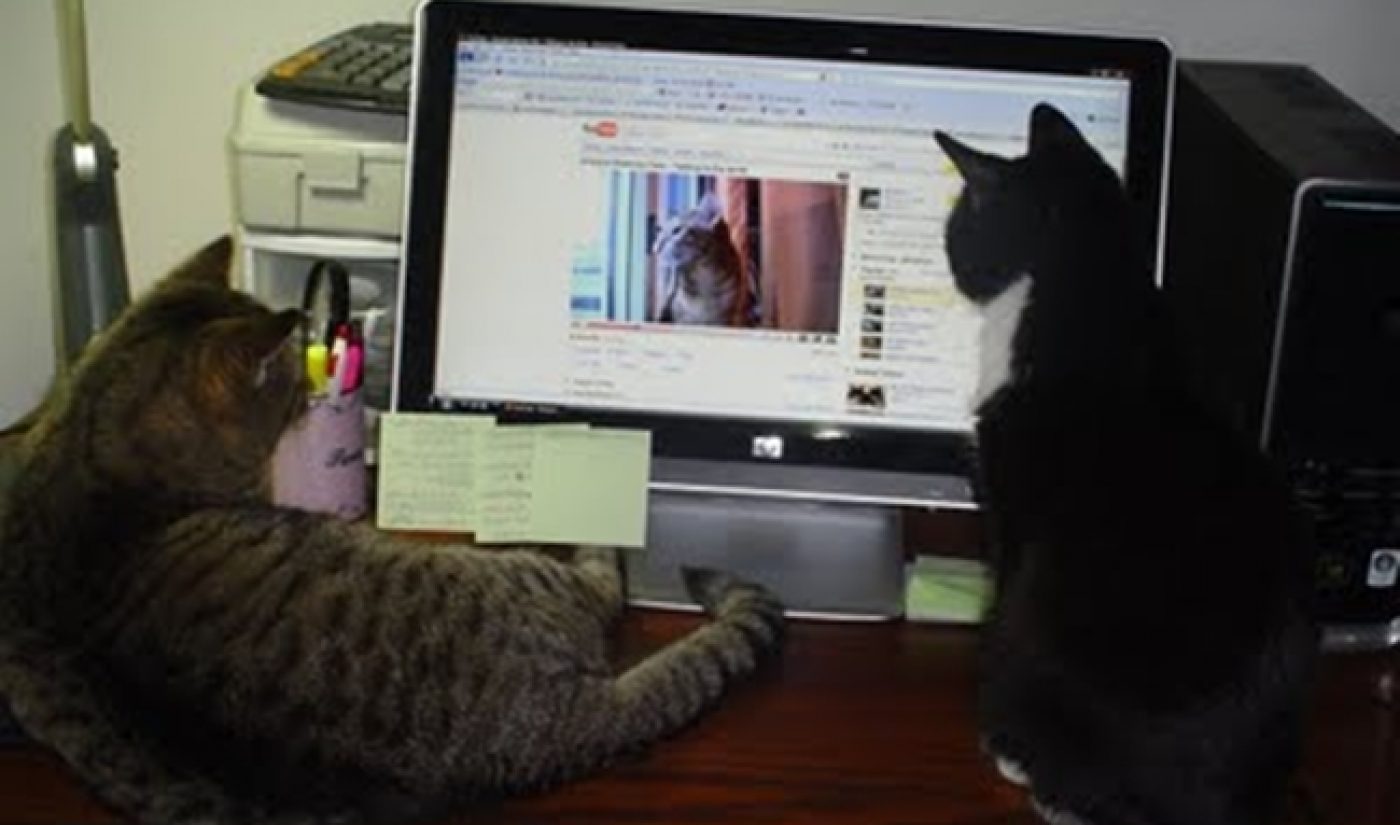 ‘Videos For Your Cat’ Allows Cats To Watch YouTube, Too