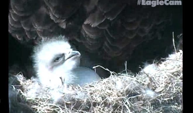 Eagle Cam To Live Stream The Infancy Of Three Bald Eagle Chicks