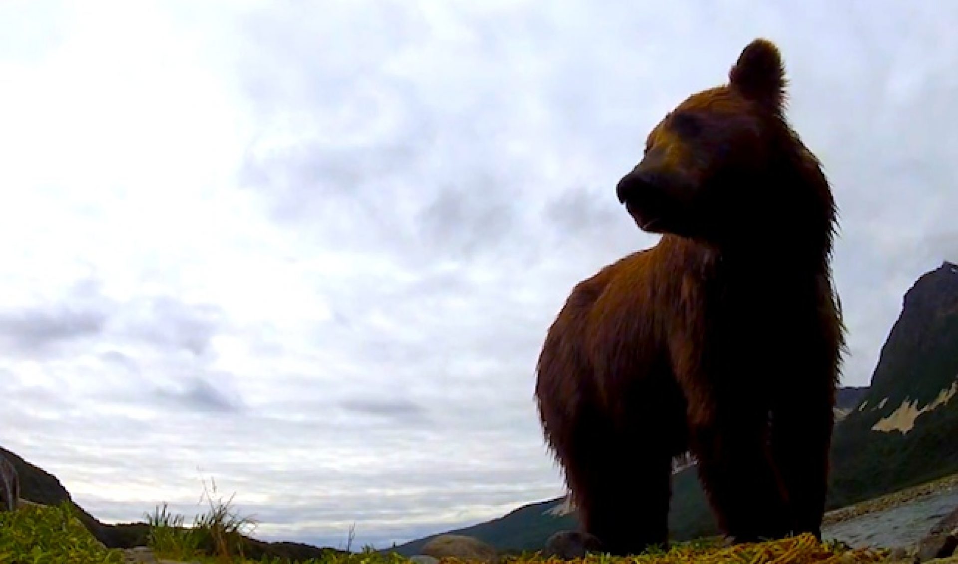Grizzly Bear And Biologist Make Best Accidental GoPro Commercial Ever