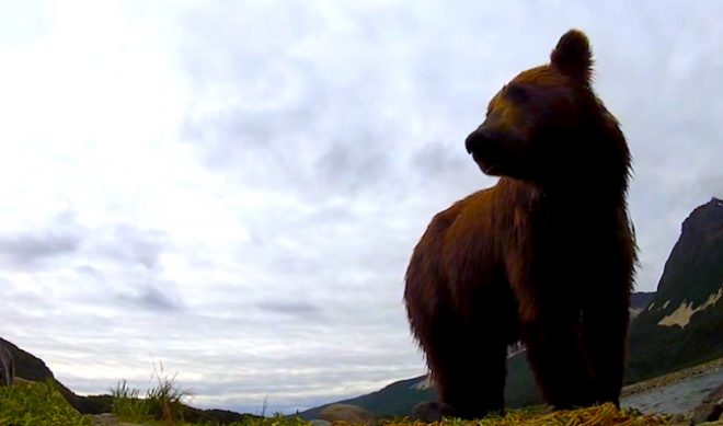 Grizzly Bear And Biologist Make Best Accidental GoPro Commercial Ever