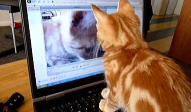 Led By Brightroll, Online Video Ads Hit 15.8 Billion US Views In May