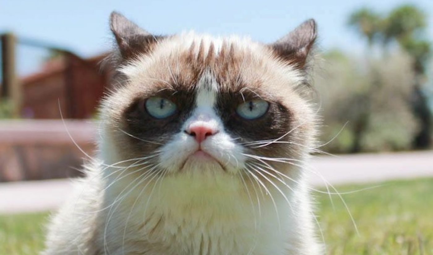 Did You Know Grumpy Cat Has A Movie Deal?