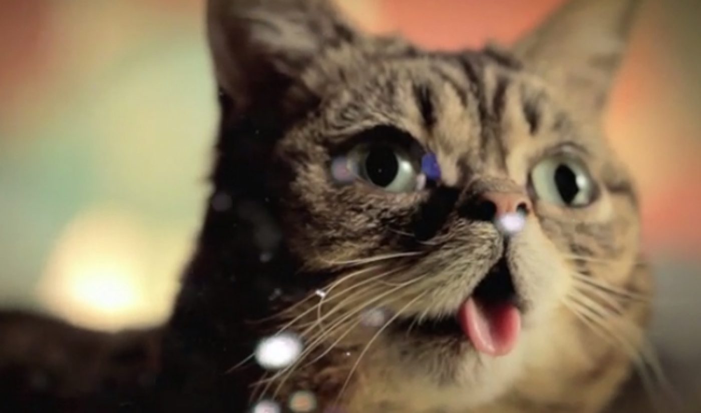Revision3 Gives Lil Bub A Web Series For Her Birthday