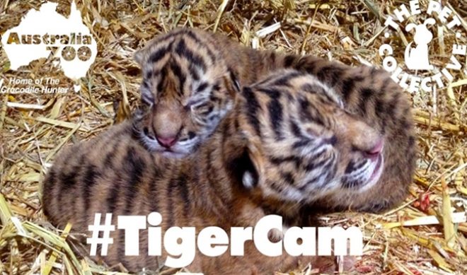 The Pet Collective Turns Rare Sumatran Tigers Into Online Video Stars