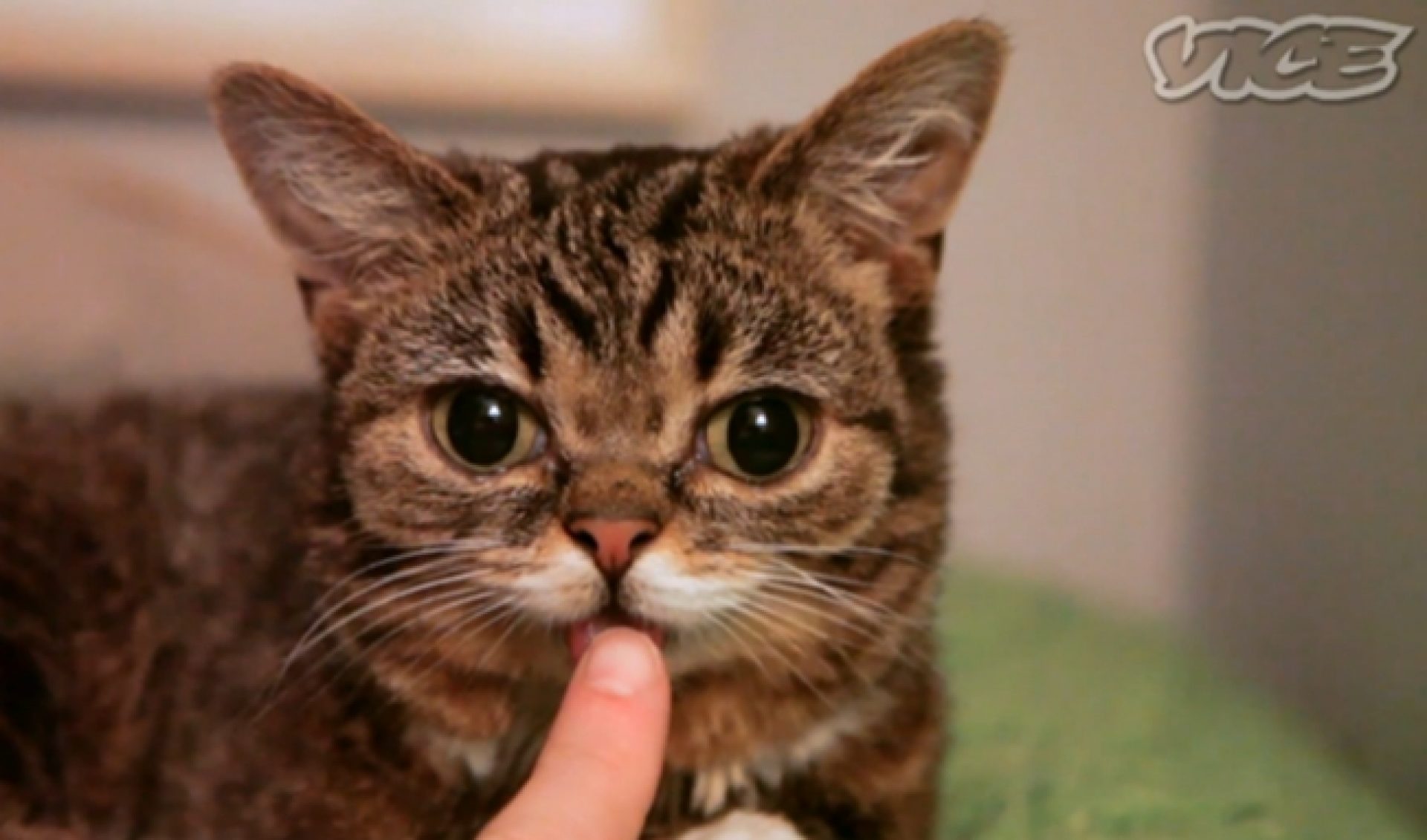 VICE’s ‘Lil Bub And Friendz’ Is The Most Adorable Documentary Ever