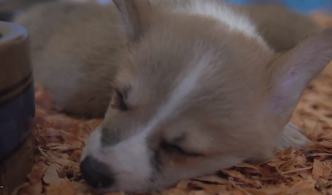 Pet Collective & Cheezburger’s ‘Operation Aww’ Is Match Made In Heaven