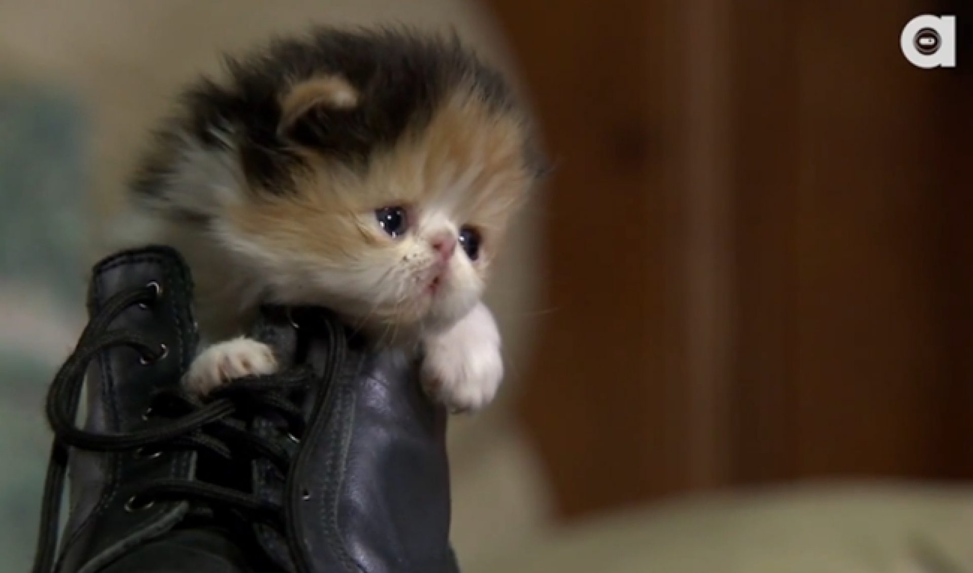 Jackson Galaxy To Discuss All Things Cat In New Animalist Web Series