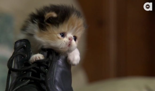 Jackson Galaxy To Discuss All Things Cat In New Animalist Web Series