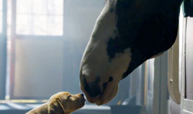 You Can Watch Every Single Super Bowl Commercial On Hulu