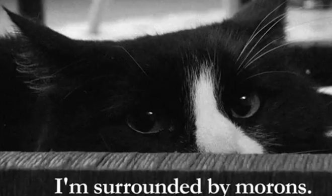 How Henri Le Chat Noir Became A $10 CPM YouTube Success Story