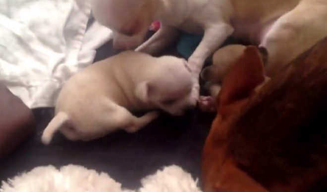 Take A Journey Through Unseen YouTube Videos With Petit Tube