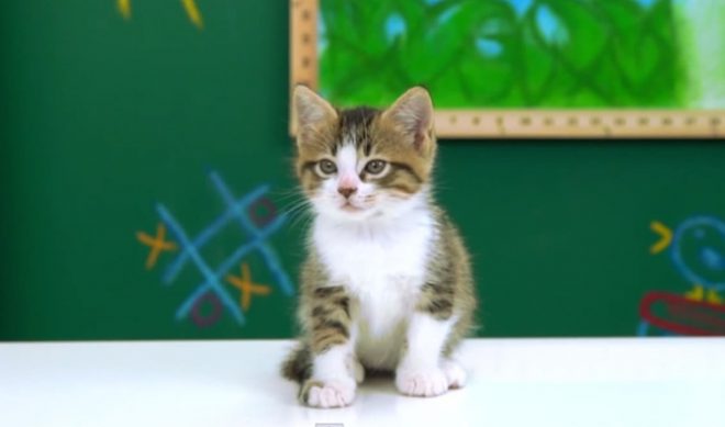 How The Fine Bros. And Friskies Won April Fool’s Day