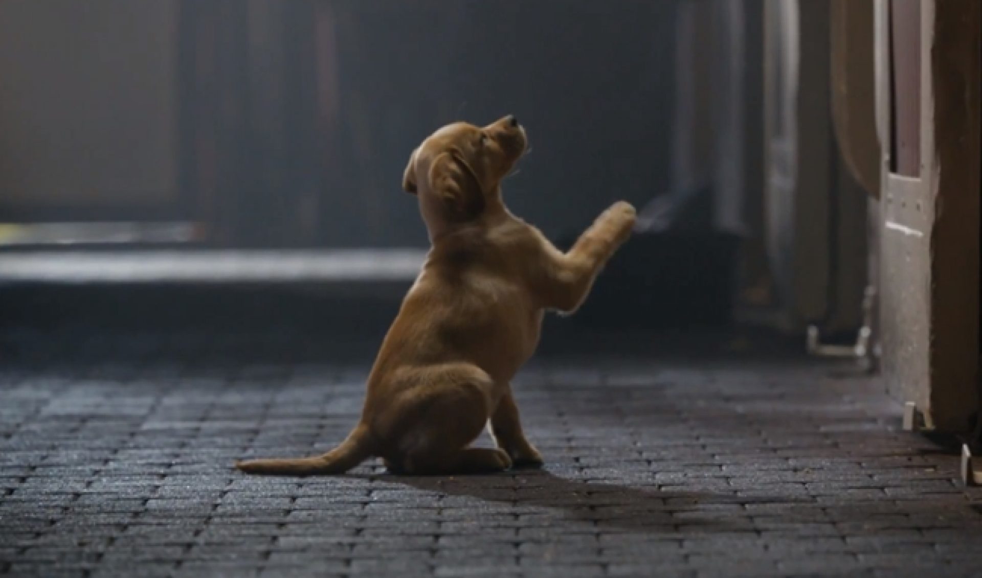 Why Did Super Bowl Ad Sharing Go Down By 29%?