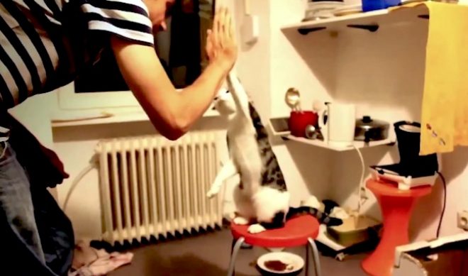 Viral Spiral Partners With Getty Images To License Social Video Clips Worldwide