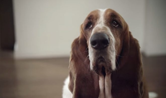 Through Collective Digital Studio, Purina Will Think Like A YouTuber