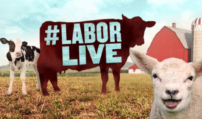 Animal Planet To Stream Live Animal Births For The Labor Day Weekend