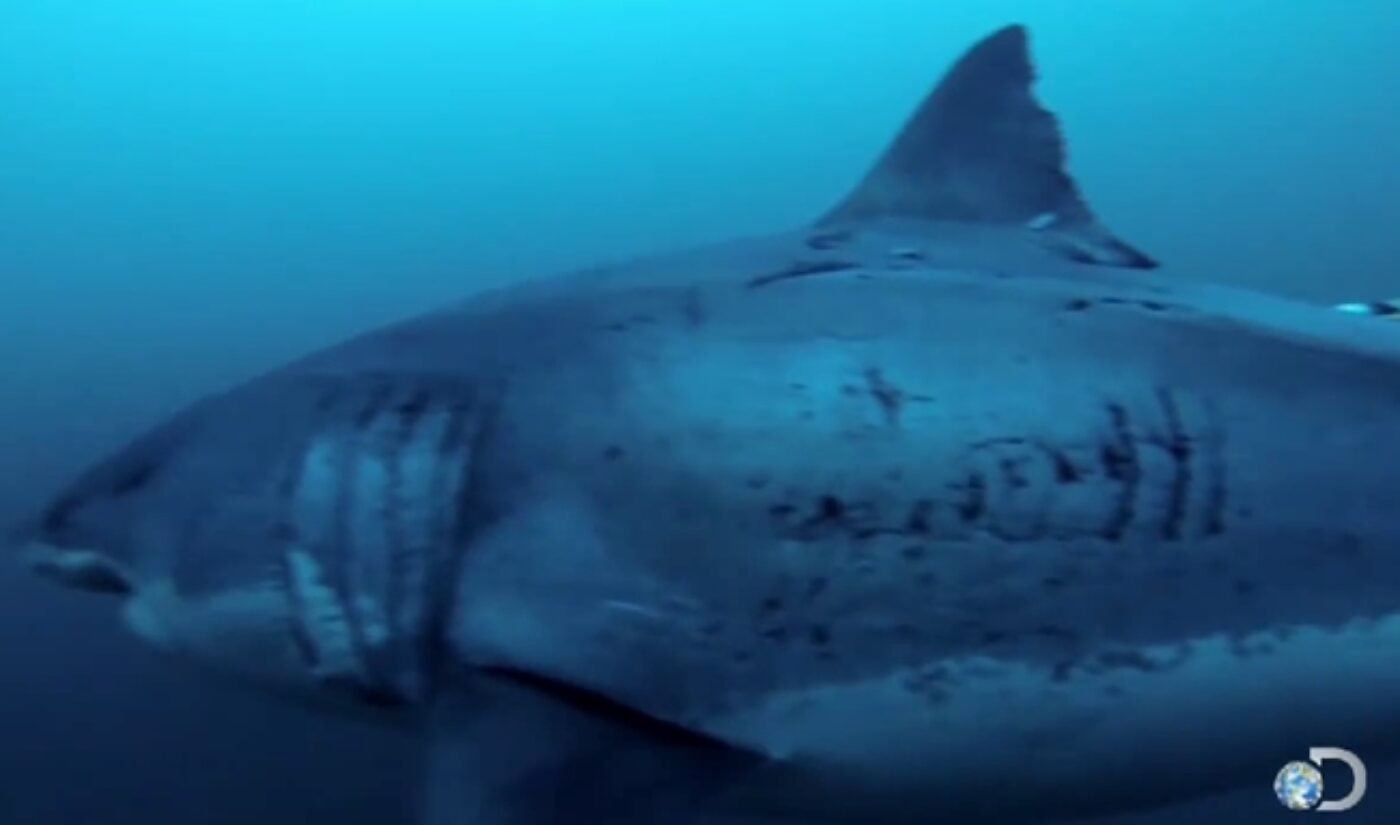 Countdown: Top 7 Shark Week Videos On YouTube