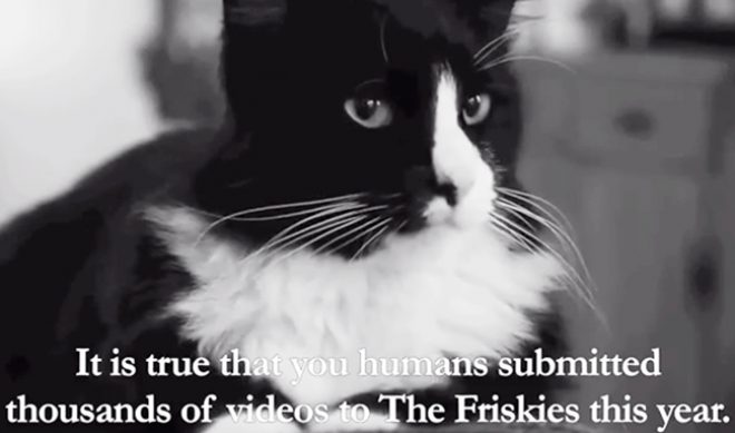 The Finalists Have Arrived For Friskies’ Cat Video Contest