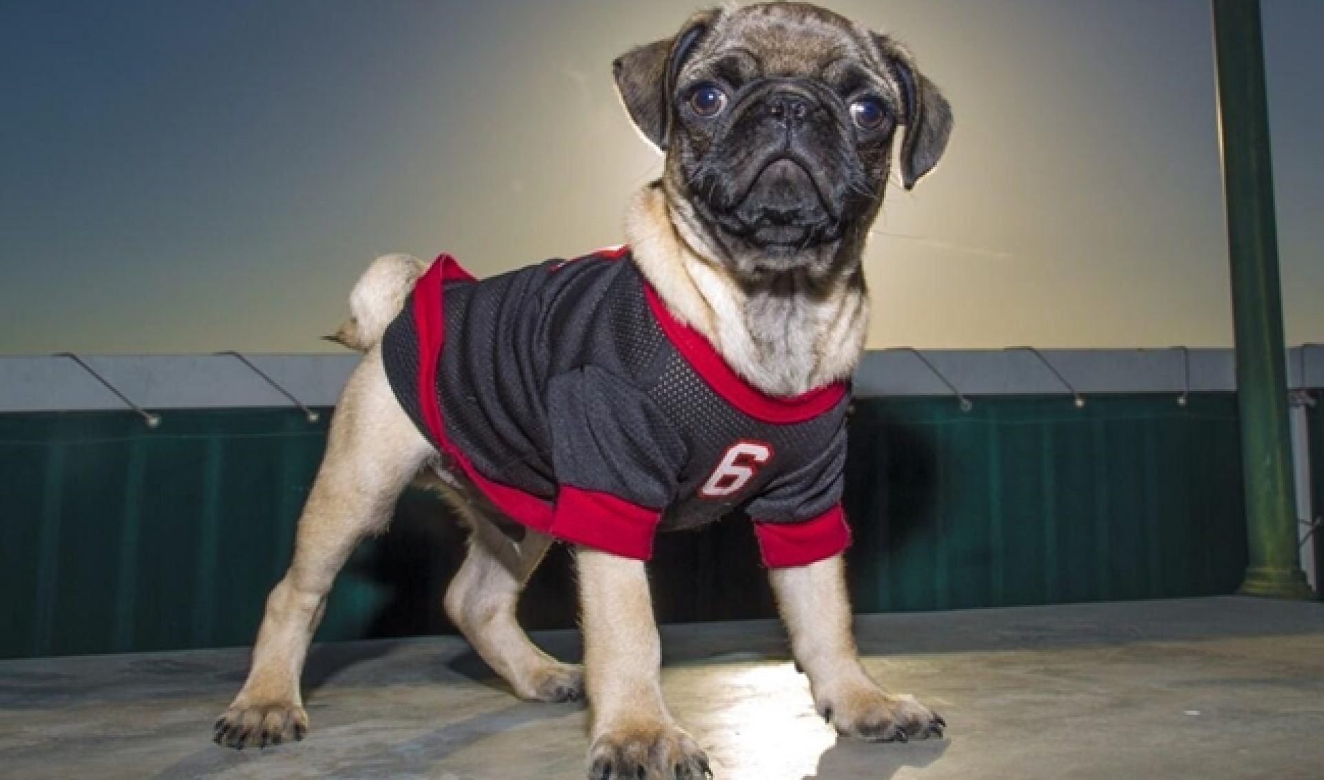 Sam Pepper Texts His Dog In New Series From Purina’s Petcentric