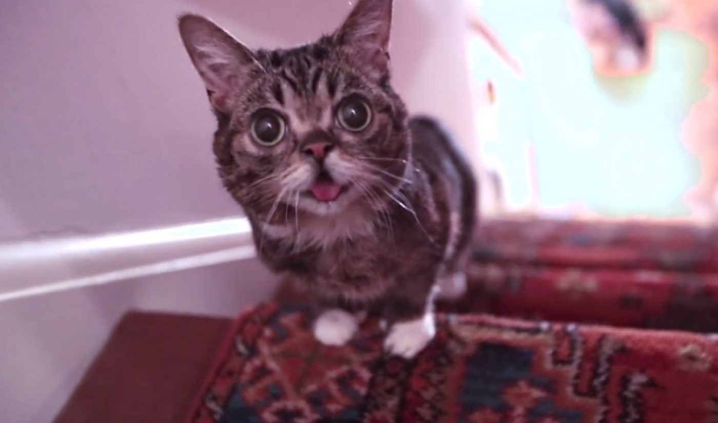 Lil BUB Overcomes Osteopetrosis, Can Now Walk, Jump, Climb Stairs