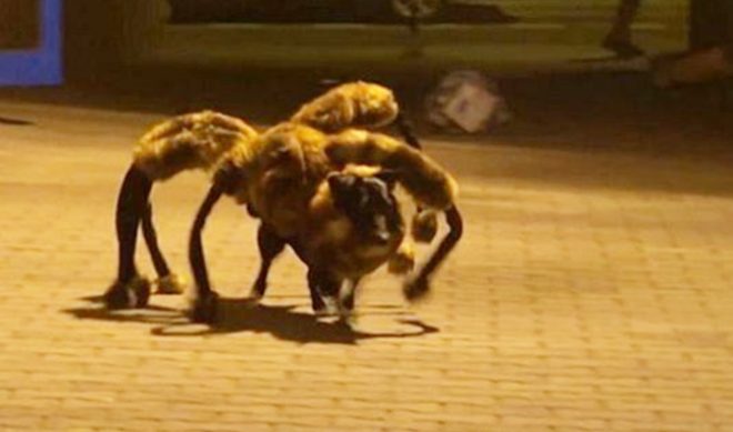 “Mutant Giant Spider Dog” Takes The Prank Video To New Heights
