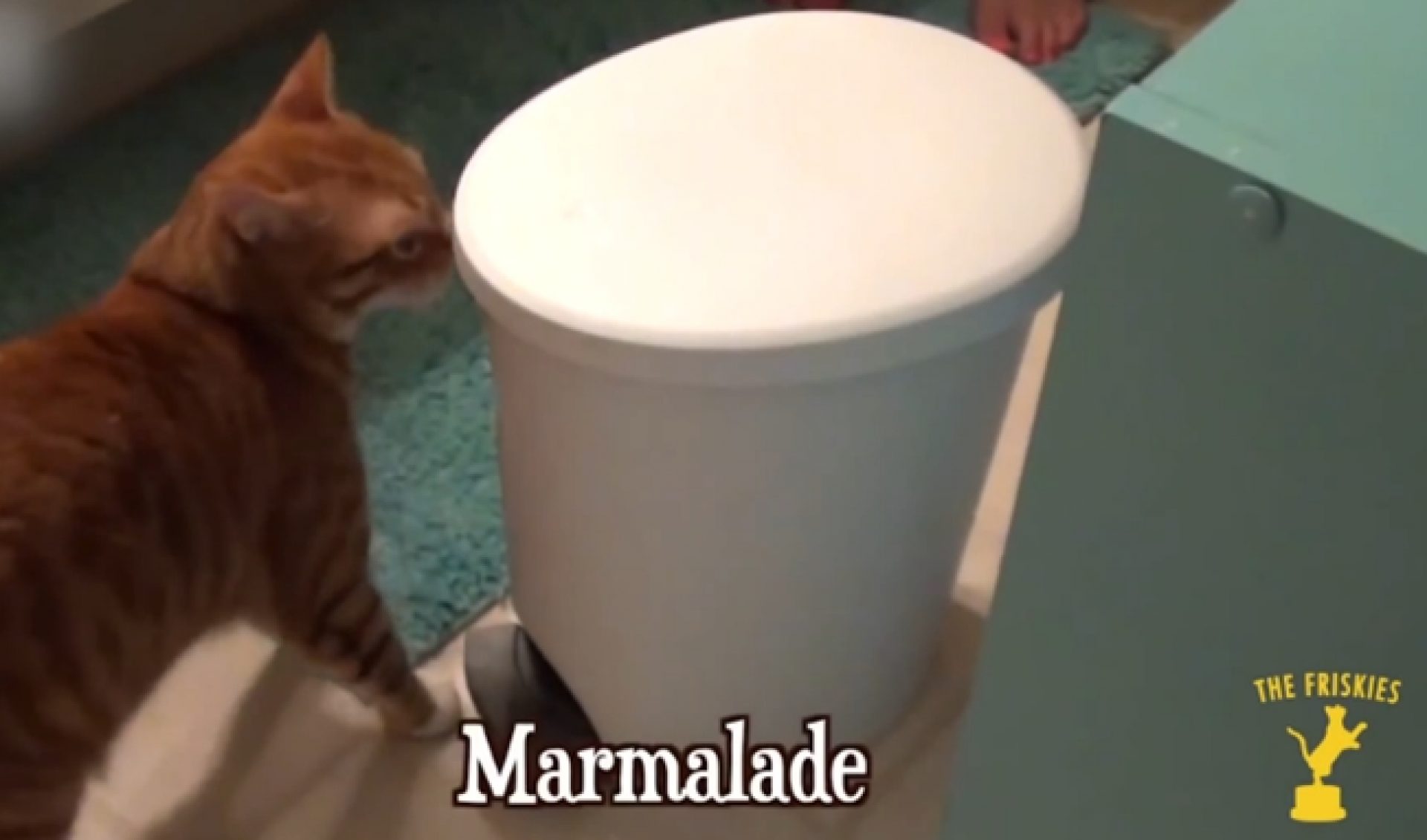 Here Is The Best Cat Video Of The Year
