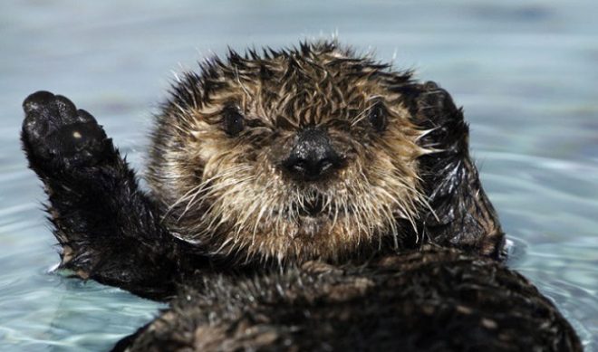 Zoological Society of London, YouTube Livestream London Zoo Animals