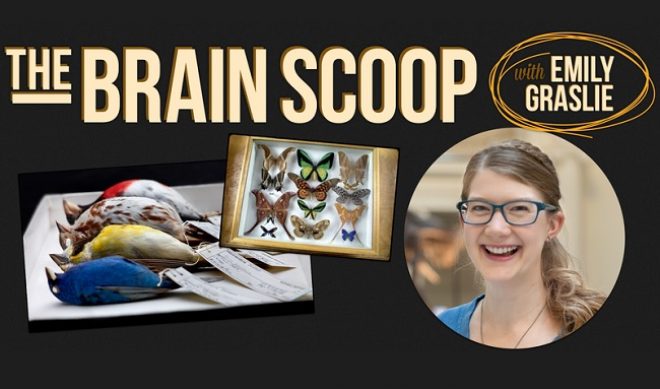 Vlogbrothers Sell ‘The Brain Scoop’ Channel To Chicago’s Field Museum