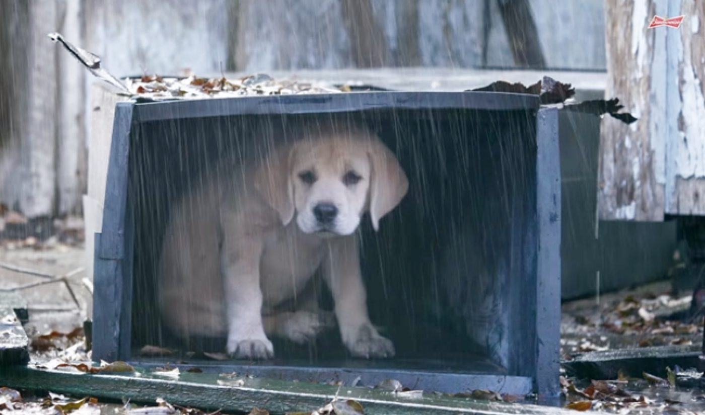 Budweiser’s Puppy Ad Tops All Super Bowl Commercials Online