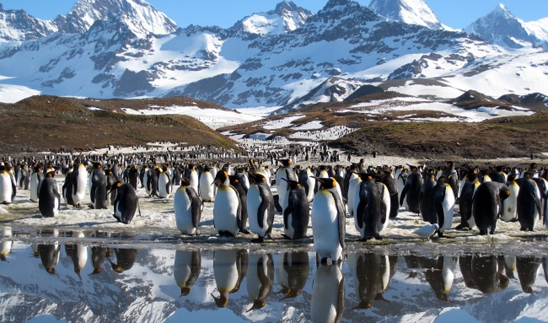 Netflix Orders Eight-Part Nature Documentary Series ‘Our Planet’ From Creators Of ‘Planet Earth’