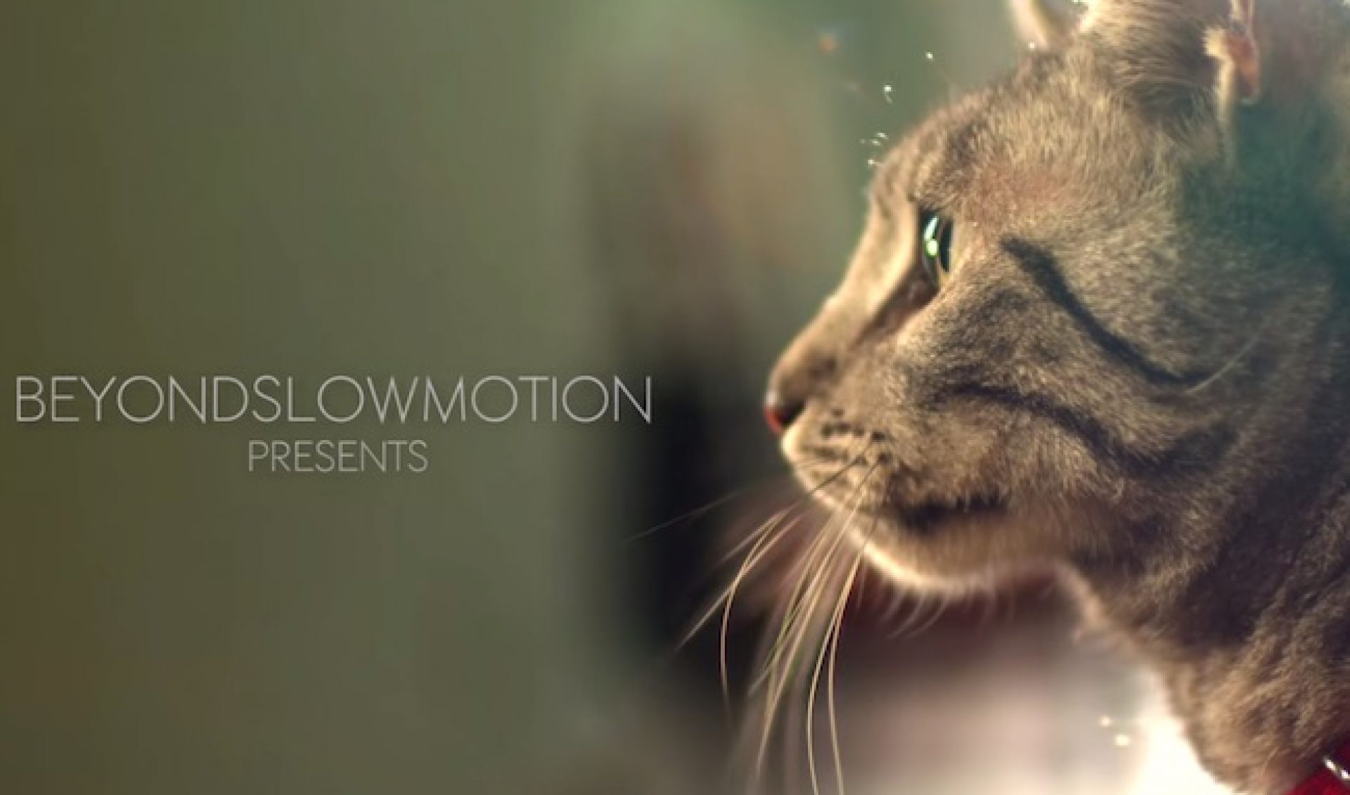 Purina Teams With BeyondSlowMotion For Branded Cat Video Campaign