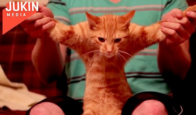 In Defense Of Cat Videos: An Open Letter To Jerry Seinfeld