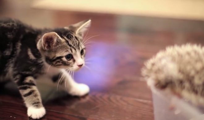 YouTube Continues Tenth Birthday Celebration With Tribute To Animals