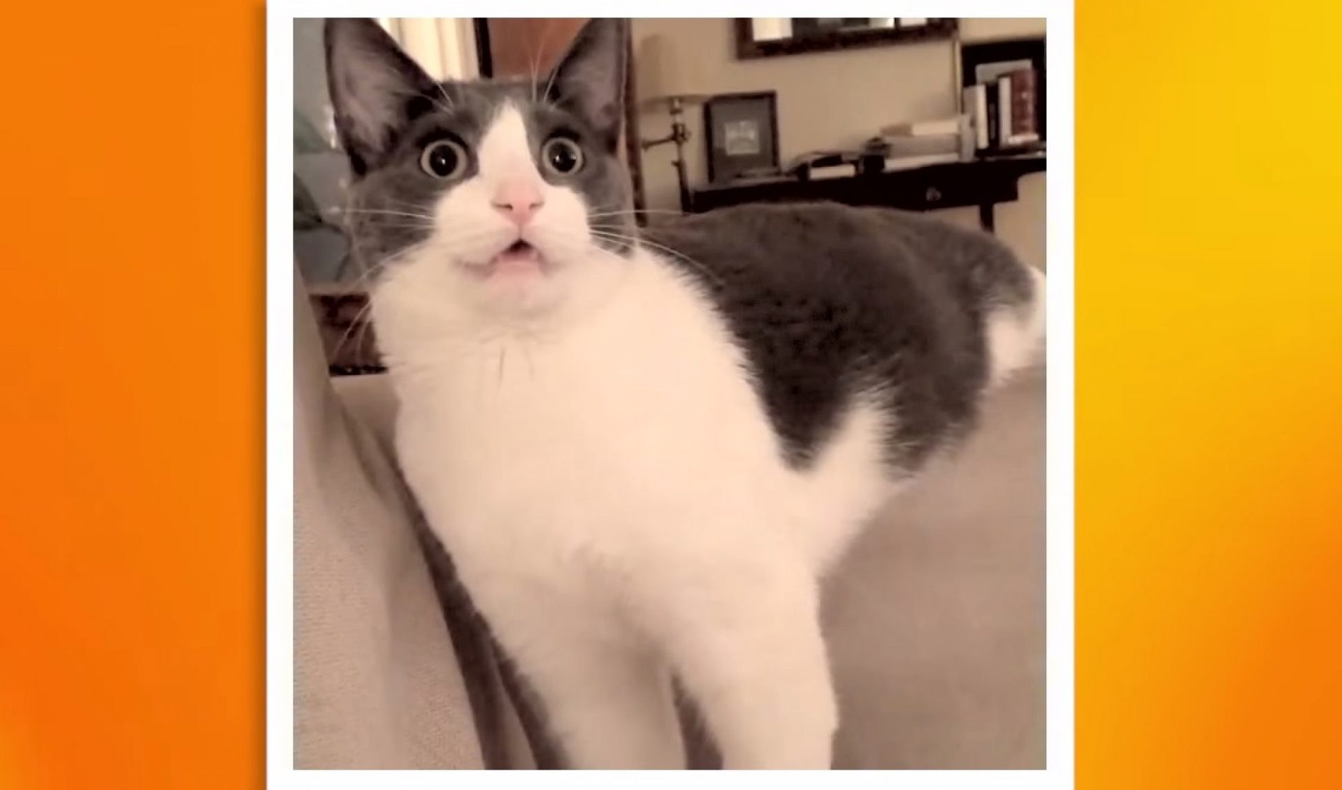 Friskies’ New Series Out To Prove ‘Life Is A Game’ Cats Play Better