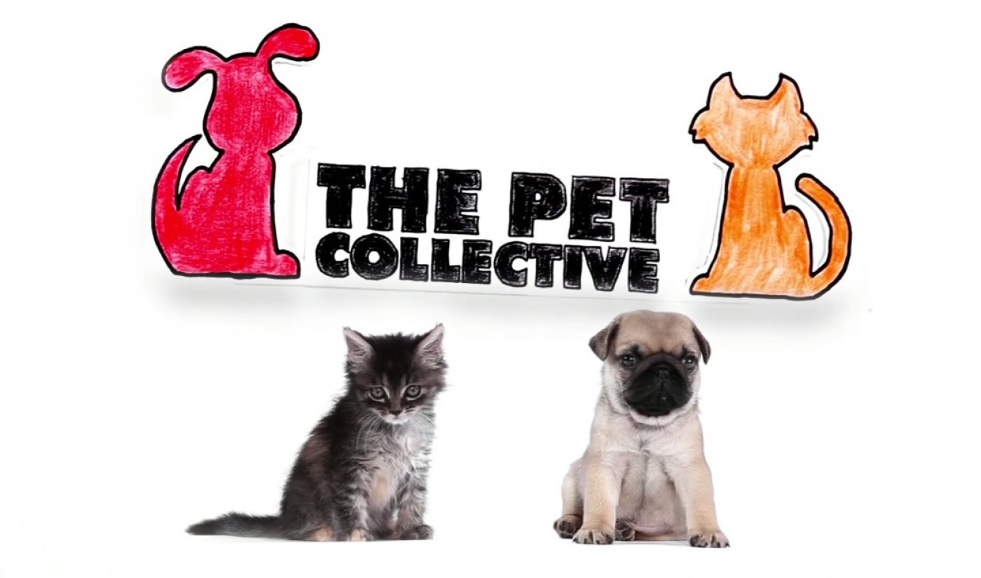 the pet collective streaming