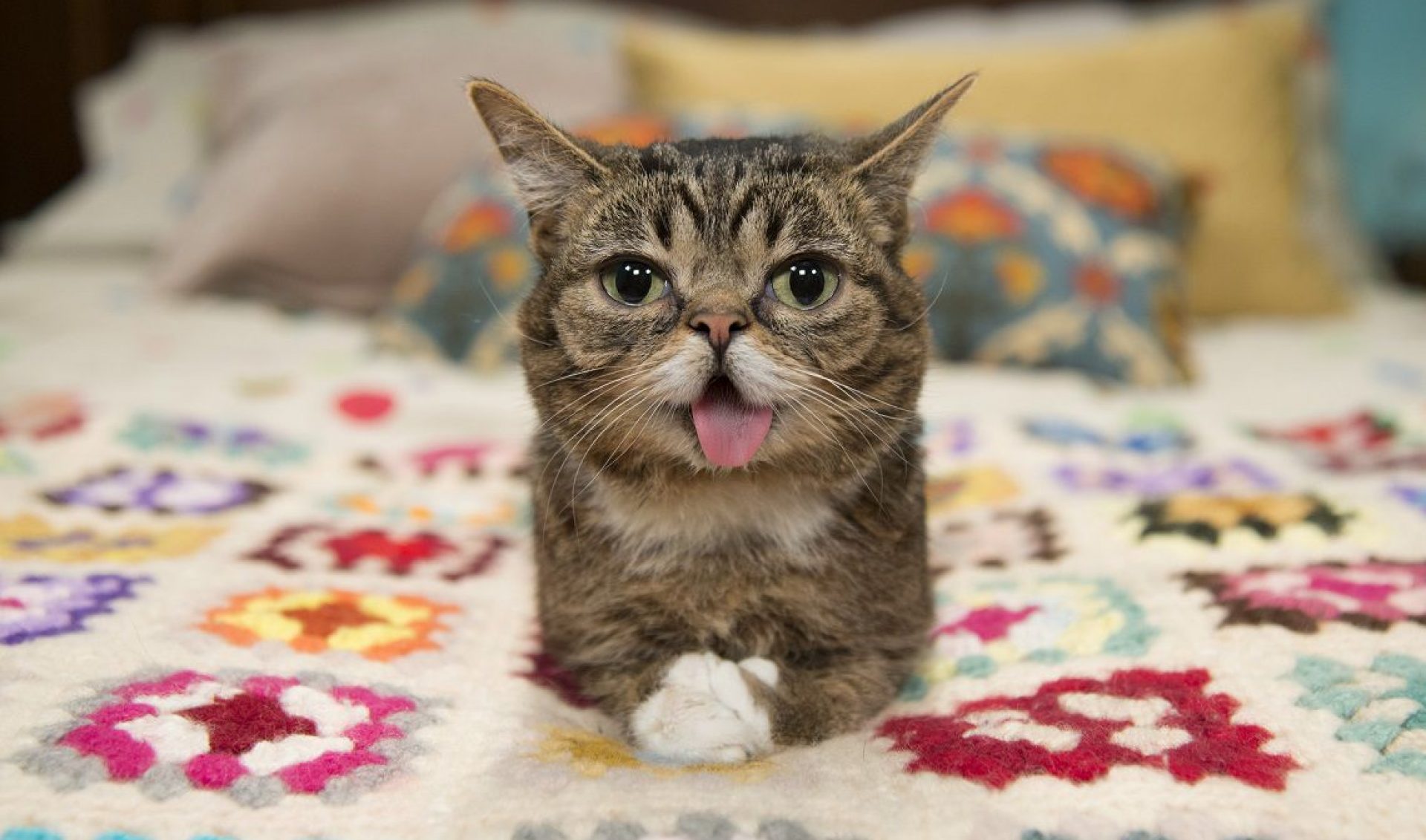 Minnesota’s Internet Cat Video Festival Attracts 13,000 Attendees