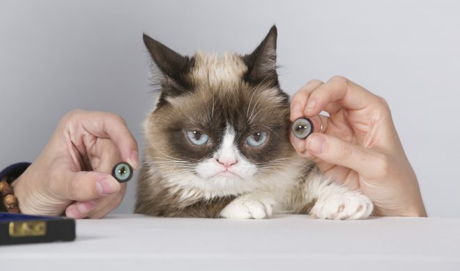 Grumpy Cat Will Get Her Own Wax Figure At Madame Tussauds