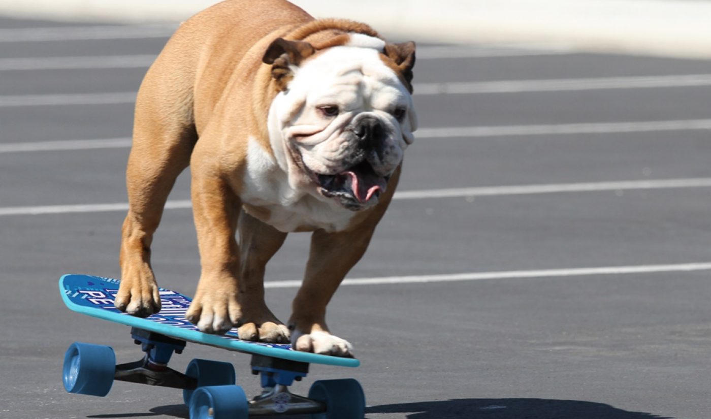 Tillman, YouTube’s Iconic “Skateboarding Dog,” Has Died