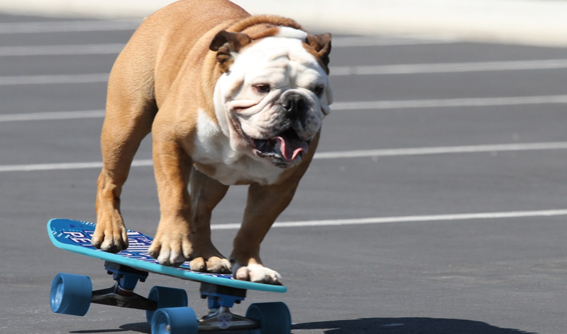 skateboarding dog        <h3 class=
